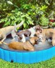 5' Portable Dog Swimming Pool