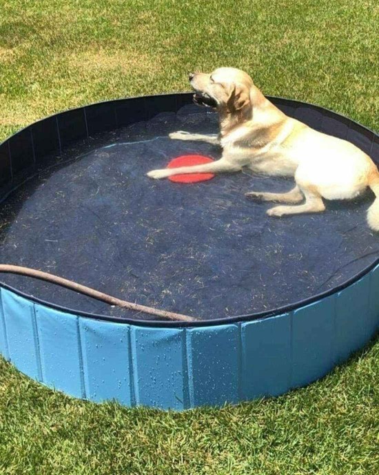 5' Portable Dog Swimming Pool